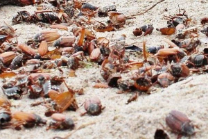 У литві пляжі буквально завалені мертвими міськими жуками У литві пляжі буквально завалені мертвими міськими жуками